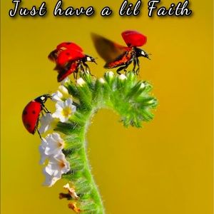 Faith✨❤️✨🐞🐞🐞🐞🐞
